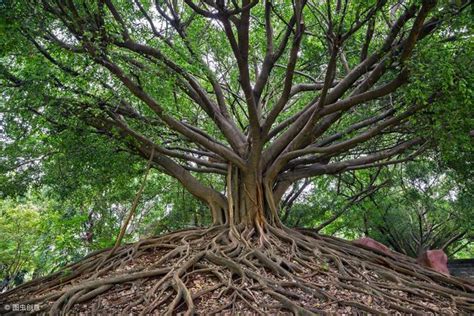 榕樹招陰|為什麼榕樹陰？揭開榕樹陰影的風水禁忌與科學解釋 